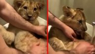 Kupa mladunče lava k'o da je malo mače