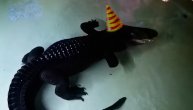 Najstariji na svetu: Aligator Muja iz Zoološkog vrta u Beogradu proslavio 85. rođendan