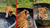 Tigar se prvi put bućnuo pa nije mogao da sakrije oduševljenje: A šta vi planirate danas?