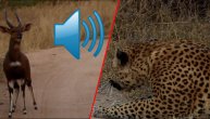Antilopa laje na leoparda: Pustite ton i uverite se da se ne šalimo