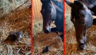 Ništa slađe nećete videti danas: Mače i konj koji se maze u štali će vas potpuno raznežiti