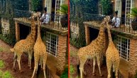 Ovo bi svako poželeo: Uživate u prelepom pogledu, pijete kafu i hranite žirafe