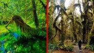 Izgleda kao da je iz bajke i prikazuje svu snagu prirode: Da li je ovo najmagičnija šuma na svetu?