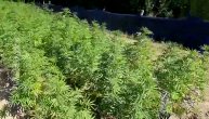 Policija pronašla plantažu marihuane u Barajevu: U dvorištu porodične kuće uzgajao 418 stabljika