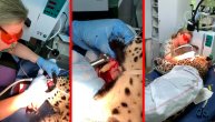 Veterinari prešli 1600 km da bi leopardu operisali zub koji ga je boleo