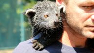 Stigle prinove: Beogradski zoo vrt bogatiji za tri bebe binturonga