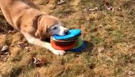 Igre bez granica: Pas lud za frizbijima, u usta strpa po deset komada, a evo šta onda radi sa njima