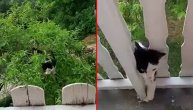 Kako se mačka u Tuzli u 2 poteza penje na terasu: Ali je usput zadesio i jedan problem
