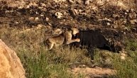 Lavica sama krenula u lov na bivole: Vratila se samo sa većim parčetom mesa u čeljustima