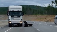 Medvedica sa mladuncima izašla na auto-put kako bi od ljudi izmolila hranu: Ovo je puko preživljanje