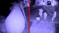 Slon jurio ljude i rušio sve pred sobom: Uspeli da pobegnu dok je prevrtao automobile