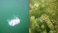 Kineske slatkovodne meduze se zapatile na Adi: Kažu da nisu opasne