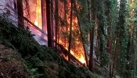 Strašne slike najvećeg požara u šumi Pančićeve omorike kod Stoca