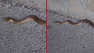 Zmija na užičkom šetalištu prepala ljude: Nisu mogli da veruju koliko je dugačka