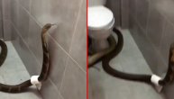 Otvorila vrata toaleta i imala šta da vidi: Opasni reptil gmizao je po njemu