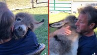 Ovako voli spašeno magare: Uzeo ga u naručje pa mu zapevao, a ono ga doslovno zagrlilo