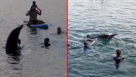 Usamljeni delfin ponovo viđen kako traga za društvom: Prišao deci i dao sve od sebe da im se dopadne