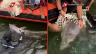 Delfin umirao zarobljen u debeloj najlonskoj mreži, obalska straža brzo reagovala