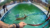 Spas u zadnji čas: Jeleni upali u bazen, besomučno plivali u krug, nemoćni da izađu napolje
