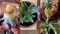 Tropsko voće u vašoj bašti: Evo kako možete da zasadite ananas u kućnim uslovima