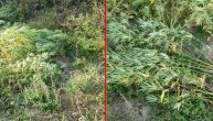 Uhapšeni zbog plantaže marihuane u Aranđelovcu: Pronađeno 140 kg u sirovom i 2,5 kg u suvom stanju