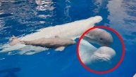 Rodila se beba beluga, snimci na kojima se mazi sa mamom raznežili svet: Jedinstven događaj u Rusiji