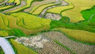Pirinčana polja zlatom obojena, ručno se beru već vekovima: Pogledajte magične prizore iz Kine