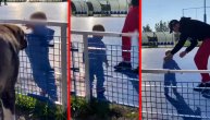 Mali Željko je neustrašiv: Cecin unuk mazi ogromnog psa, a ovako reaguje otac Veljko