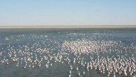 Svratili da predahnu: Flamingosi okupirali jezero, došli ​da se odmore pre velike migracije