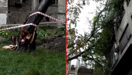 Drvo palo na zgradu u Vojvode Dobrnjca: Košava je toliko bila jaka da ga je polomila blizu korena