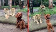 Lavići i pudla najbolji drugari: Ovom psu je čak i omiljena igračka u obliku lava