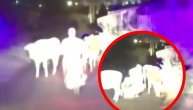 Krave zaustavile prestupnika, skratile poteru policiji: Muuuu-rija stala na put pijanom vozaču