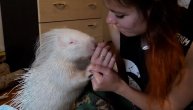 Čekala bi ga tužna sudbina da ga ona nije udomila: Albino bodljikavo prase odbacili roditelji
