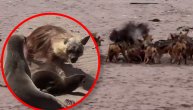 Krvoločno stvorenje za koje malo ko zna: Ova vrsta hijene obožava bebe foke, lovi ih kao od šale