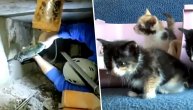 Radoznalost je umalo ubila mačiće: Zaglavili se na najtežem mogućem mestu, radile bušilice i čekići