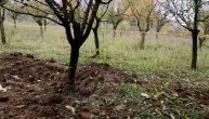 Policija navodno pronašla novac u zaraslom voćnjaku iza kuće Džonićevog sina