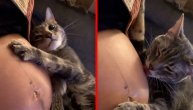 Mačak leži pored trudne vlasnice, šapicom je miluje i ljubi po stomaku: Dokaz da ljubav nema granice