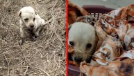 Ljudi ga pronašli povređeno i samo usred nedođije: Izmučeno štene vapilo za pomoć