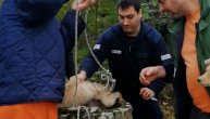 Stvorenjca su toliko bila izmučena da nisu reagovala na zvižduk: Spasavanje retrivera kod Šapca