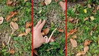 Dragan je uhvatio neobičnu zmiju kakvu nikada ranije nije video: Možda se utripovala da je albino