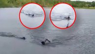 Kupača napao aligator: Ušao u vodu uprkos zabrani i dočekao ga predator s leđa