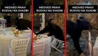 Nezvani gost malo podivljao: Medved upao na svadbu, lomio po stolu i neometano se šetkao