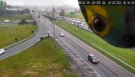 Papagaj koji  upada u kadar dok se snima saobraćaj na autoputu postao hit na internetu