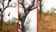 Mami leopardu ručak razbio glavu: Impala pala