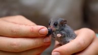 Ovo je ubedljivo najslađi glodar na svetu: Pa da li je moguće da je neko ovoliko meden