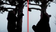 Medvedi pronašli kameru, namestili kadar pa pokazali svoje talente: Kad zaigra mečka Božana