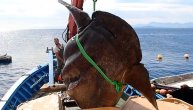 Ribari izvukli neman iz talasa: Bucanj nije mutant nego je savremenik dinosaurusa