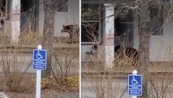 Mogao je bar da kuca: Medved upao u kuću usred "bela dana"
