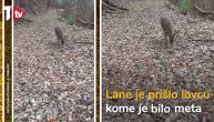Video koji će vas raznežiti: Lane prišlo lovcu koji ga je lovilo i "preklinjalo" ga za milost