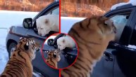 Izlazi napolje da ti pokažem kako se vozi: Tigar izbacio psa iz auta da mu pokaže kako se upravlja